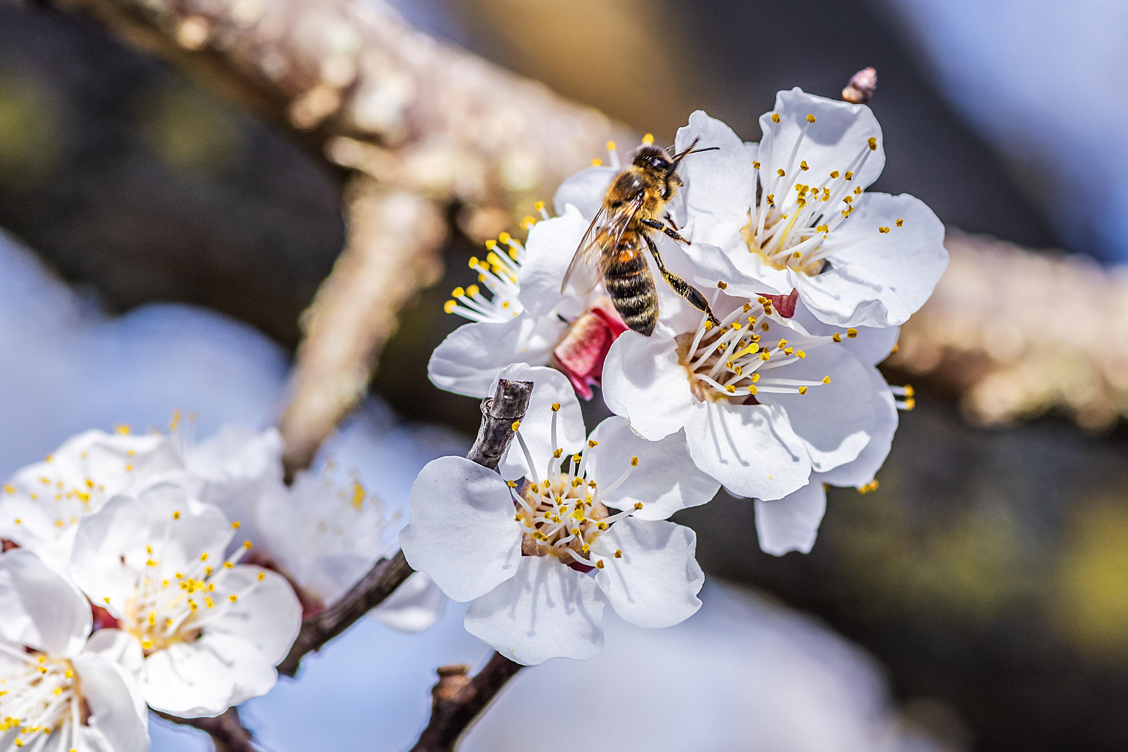 Die Blütezeit der Marillenbäume, Rechnitz, Südburgenland